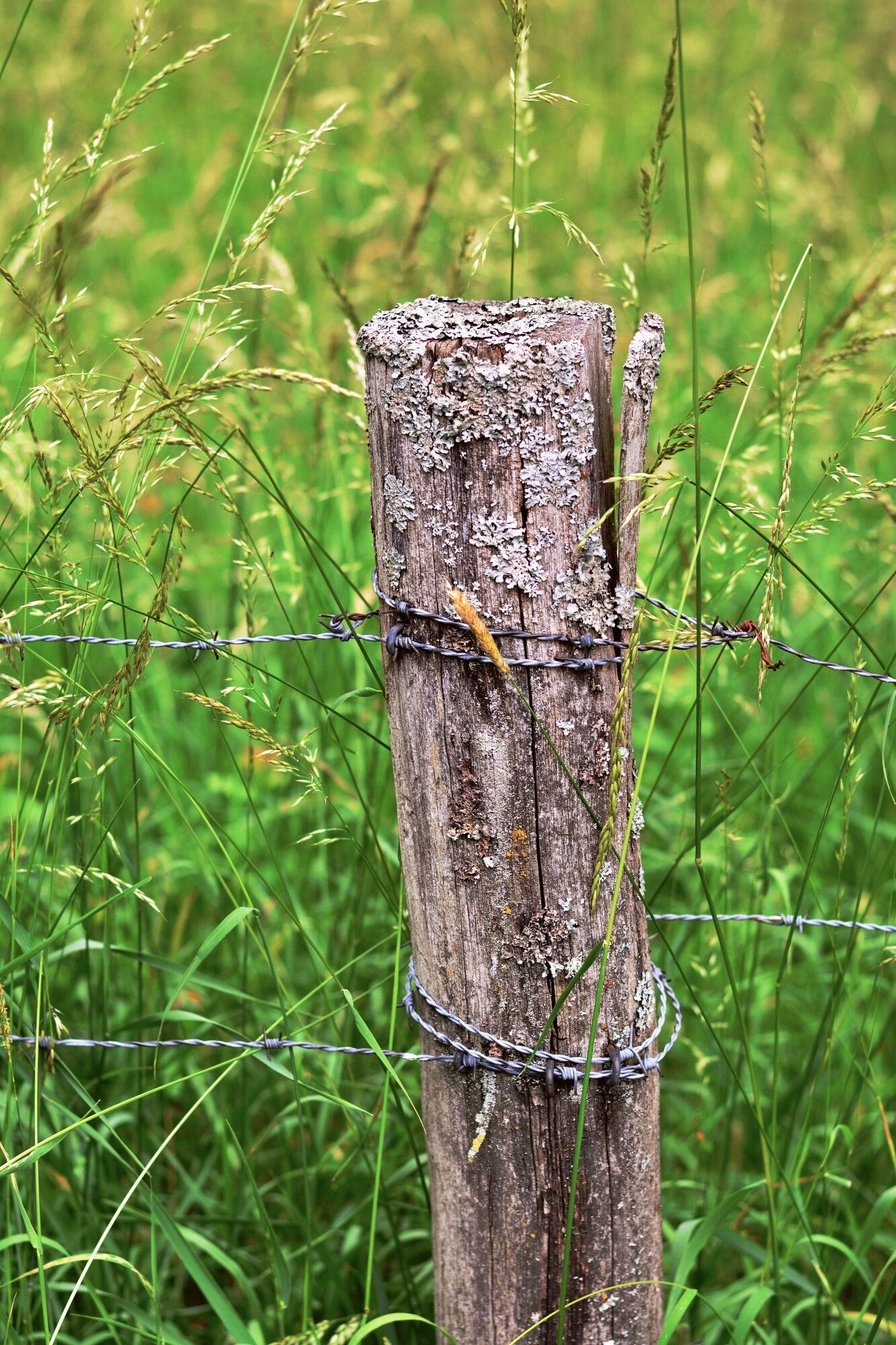 Stake Your Claim: What are Stake Pullers Used For?